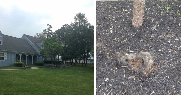 Περπατούσαν στην αυλή τους και ανακάλυψαν μια χνουδωτή έκπληξη