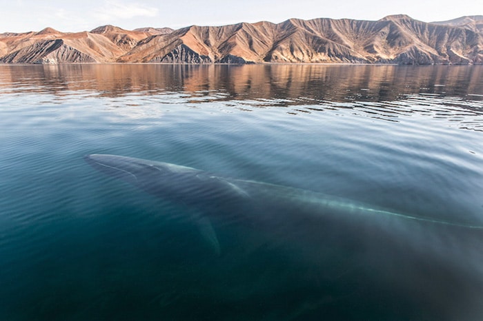 whales-dolphins-sea-animal-photography-marine-life-christopher-swann-7