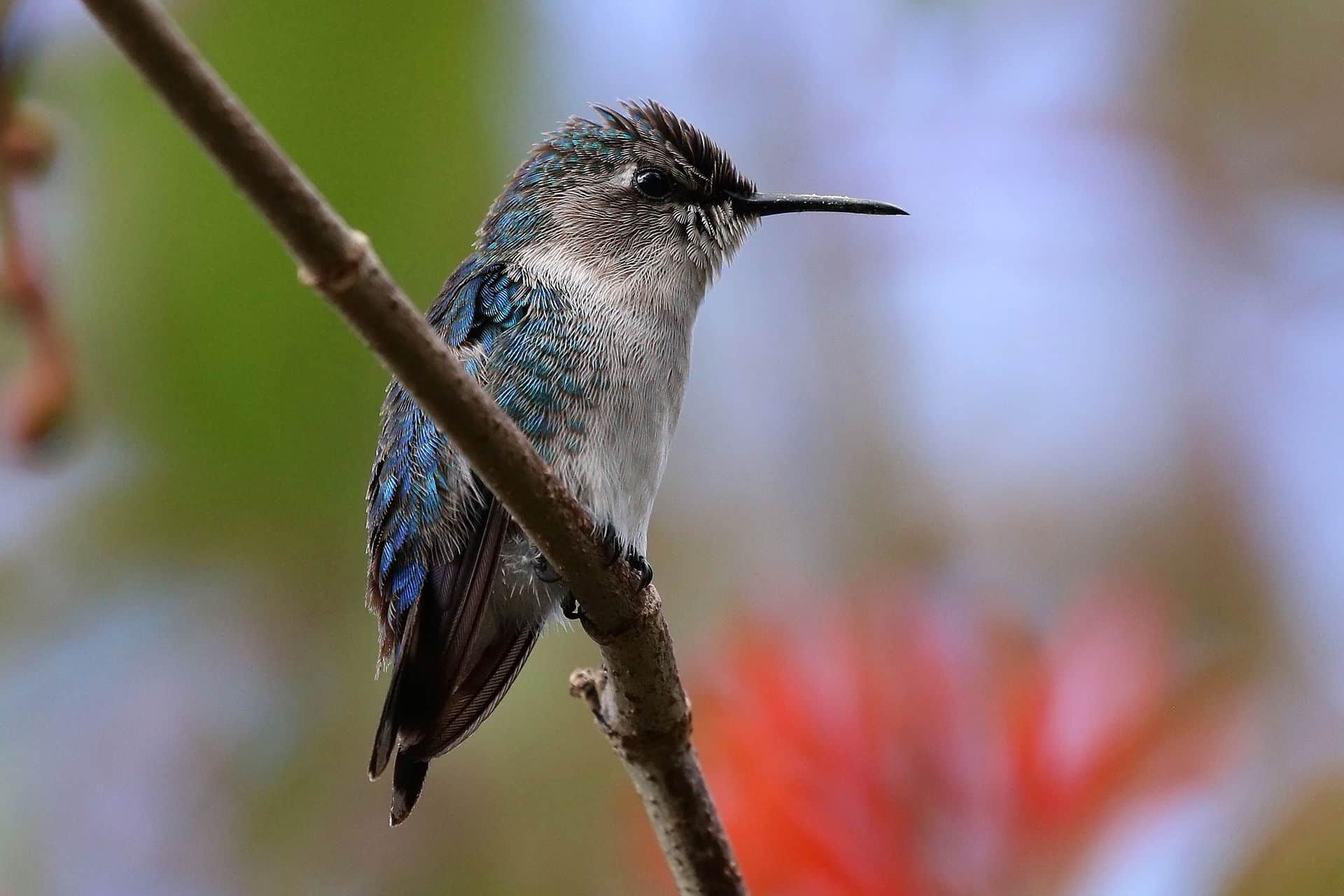 Bee_hummingbird_(Mellisuga_helenae)_immature_male