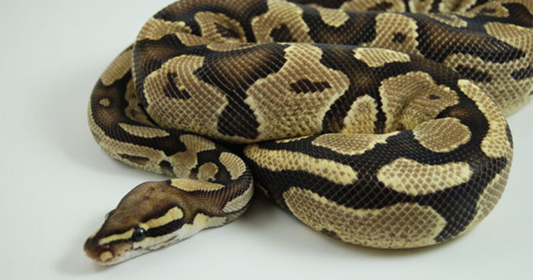 Πύθωνας «απενεργοποιείται» με το πιο απίθανο αντικείμενο που όλοι έχουμε σπίτι μας
