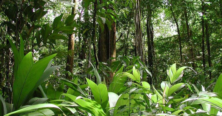 Τοποθέτησε κάμερα στον Αμαζόνιο και κατέγραψε την απίστευτη βιοποικιλότητα του τροπικού δάσους