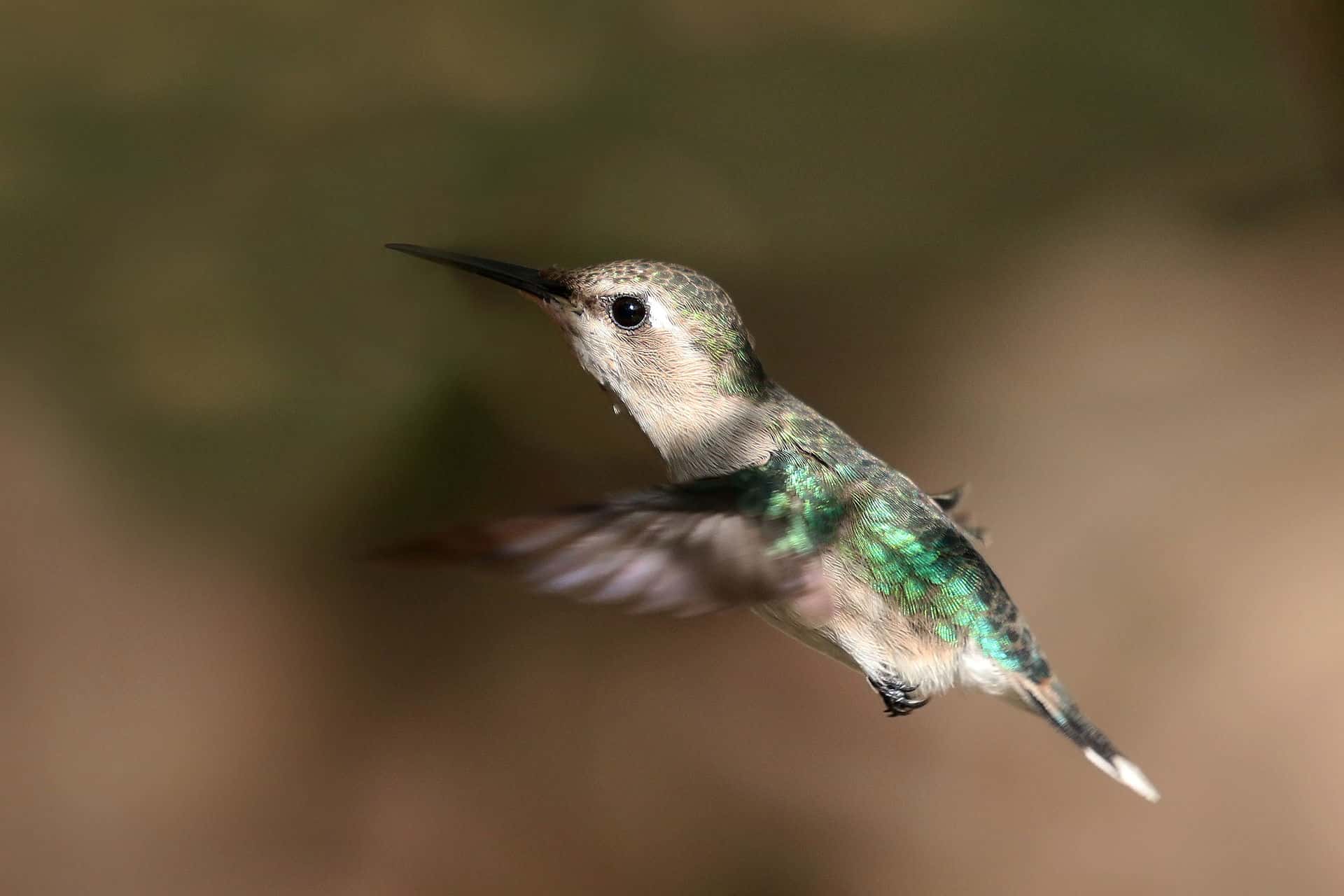 Bee_hummingbird_(Mellisuga_helenae)_female_in_flight