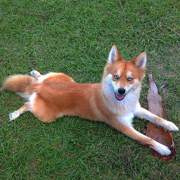 fox-dog-pomeranian-husky-mya-the-pomsky-11