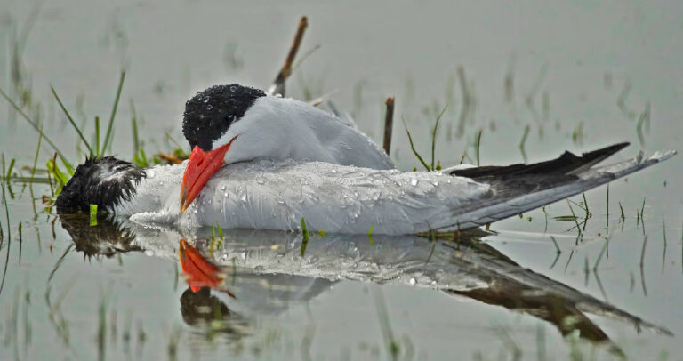 Το συγκινητικό τέλος ενός ζευγαριού πουλιών στη λίμνη της Καστοριάς. Μάθημα αφοσίωσης και συντροφικότητας