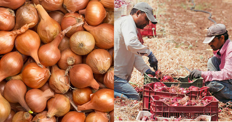 Η μαφία των Πακιστανών στα κρεμμυδοχώραφα της Θήβας.