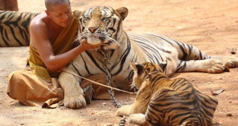 Βρέθηκαν 40 μικρές νεκρές τίγρεις σε καταψύκτη στον «Ναό των Τίγρεων» στην Ταϊλάνδη.