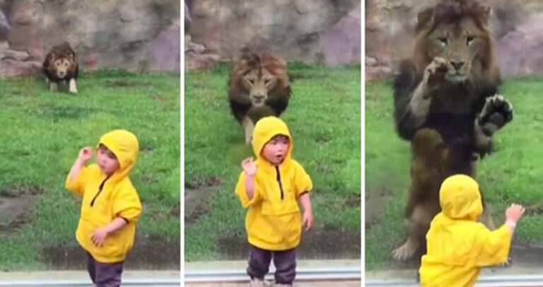 Λιοντάρι ορμάει να αρπάξει ένα παιδάκι αλλά το σταματάει το ειδικό τζάμι.