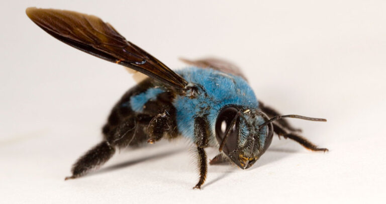 9 πράγματα που δεν γνωρίζατε για τις μέλισσες που θα σας εκπλήξουν.