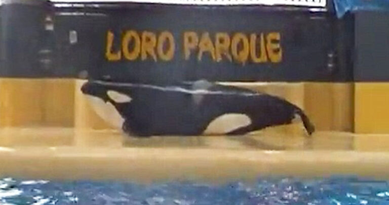 Φάλαινα προσπαθεί να αυτοκτονήσει μπροστά σε τουρίστες σε θαλάσσιο πάρκο.