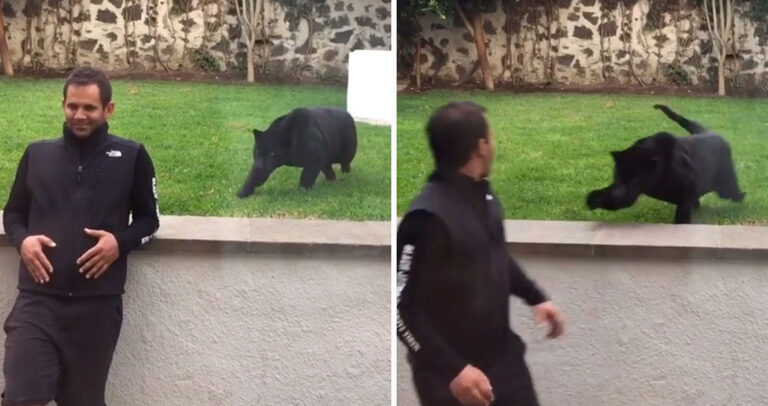 Αυτός ο πάνθηρας τρέχει να του επιτεθεί αλλά συνέβει κάτι που δεν το περίμενε κάνεις!