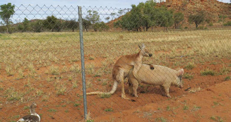 Καγκουρό καταγράφηκε να ερωτοτροπεί με γουρούνι στην Αυστραλία.