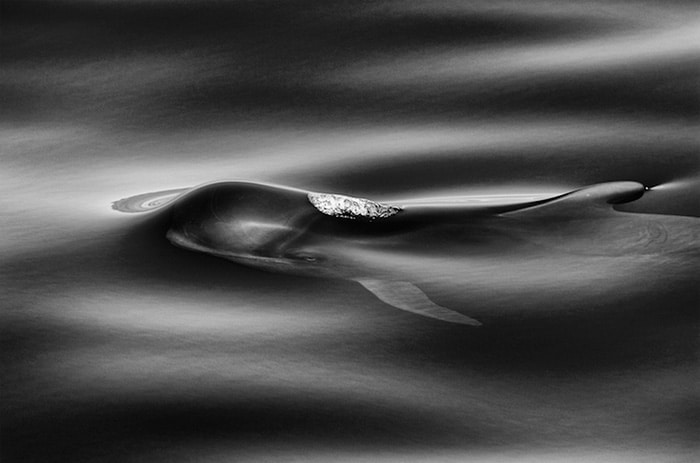 whales-dolphins-sea-animal-photography-marine-life-christopher-swann-9