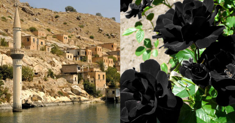 Το χωριό της Τουρκίας που φυτρώνουν τα σπάνια μαύρα τριαντάφυλλα