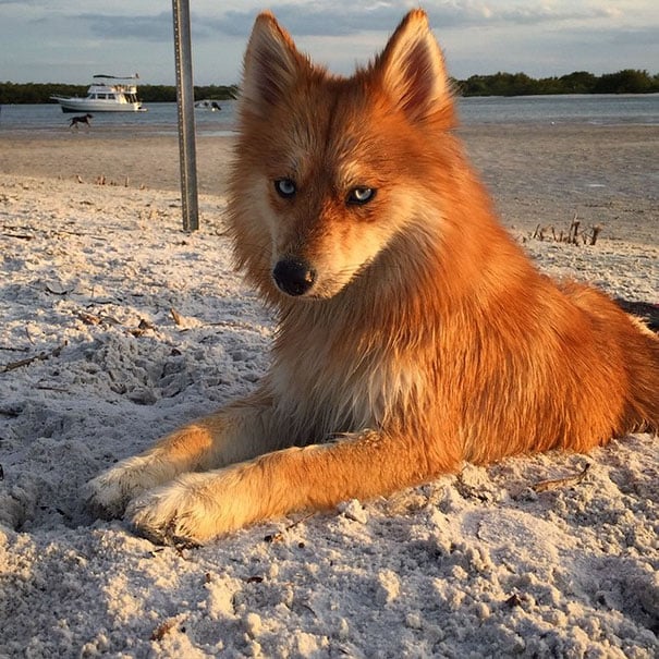 fox-dog-pomeranian-husky-mya-the-pomsky-19