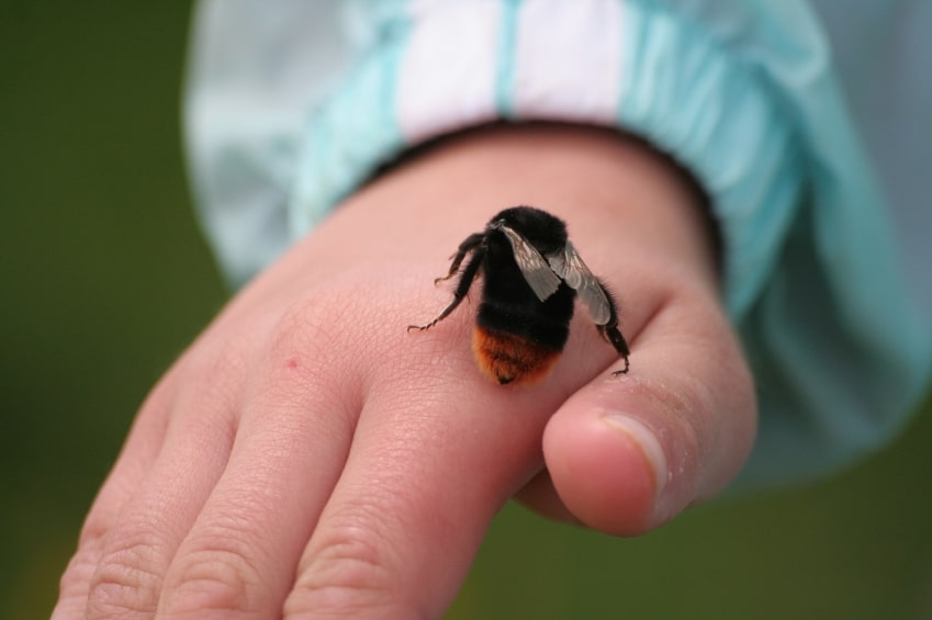 iStock_000001733407Small-Bee-Sting-2