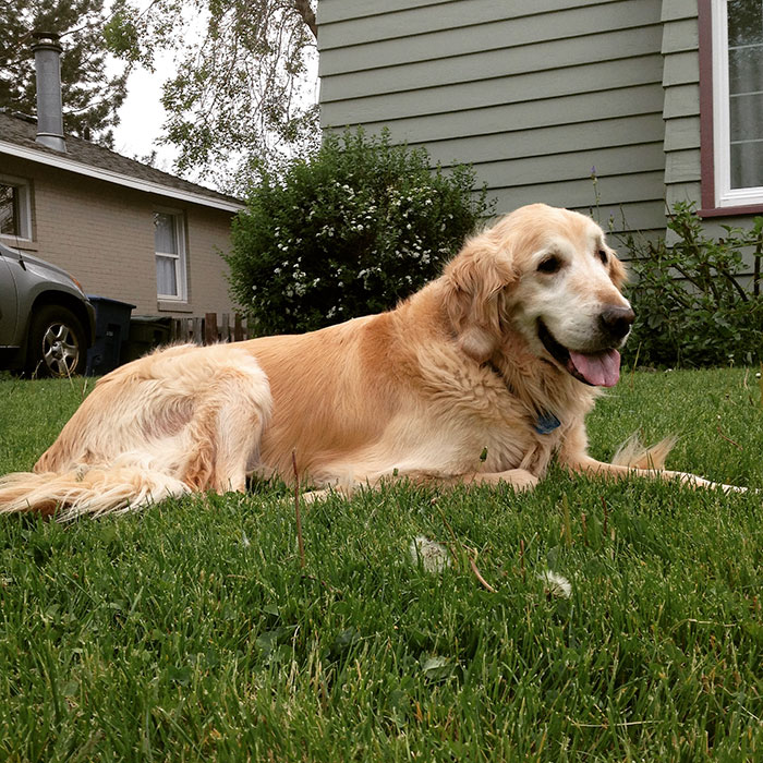 dog-cat-friends-golden-retriever-forsberg-maxwell-6