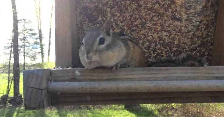 Αυτός το σκιουράκι πιάνεται επ αυτοφώρω να κλέβει. Η αντίδρασή του…ανεκτίμητη!