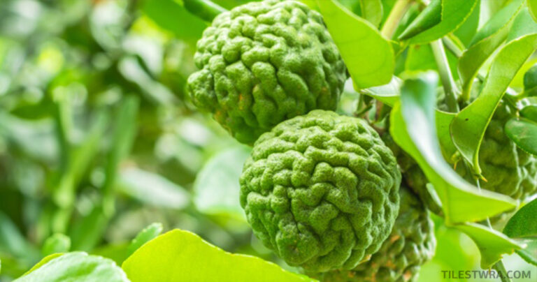 Πως μοιάζουν πραγματικά τα αγαπημένα μας προϊόντα πριν την συλλογή τους