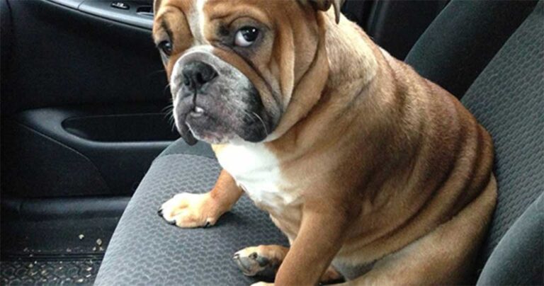 30 ανεκτίμητες φωτογραφίες από κατοικίδια, που μόλις συνειδητοποίησαν ότι θα πάνε στον κτηνίατρο.