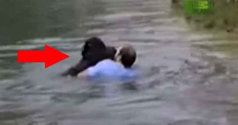 Άντρας πηδάει σε απαγορευμένη περιοχή του ζωολογικού κήπου για να σώσει έναν χιμπατζή που πνίγεται.