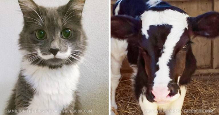 11 τριχώματα ζώων που αποδεικνύουν πως η μητέρα φύση έχει χιούμορ