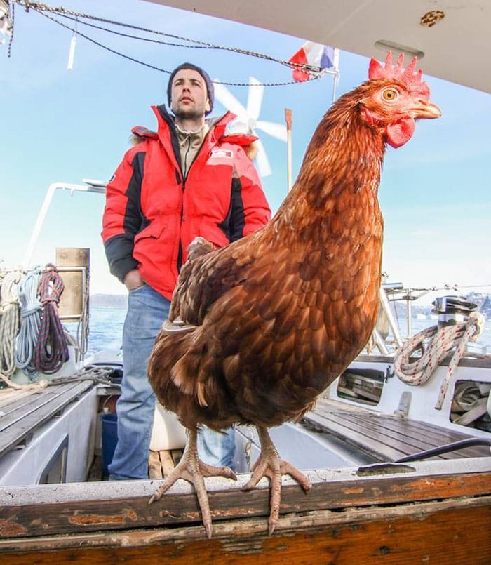 sailing-chicken-guy-monique-guirec-soudeel-8