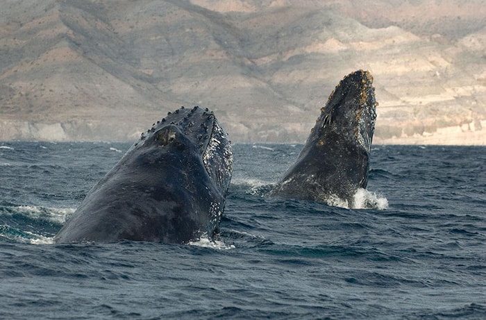 whales-dolphins-sea-animal-photography-marine-life-christopher-swann-15