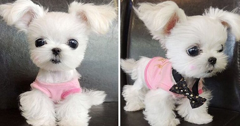 Είναι αυτός ο πιο χαριτωμένος σκύλος που έχετε δει ποτέ;