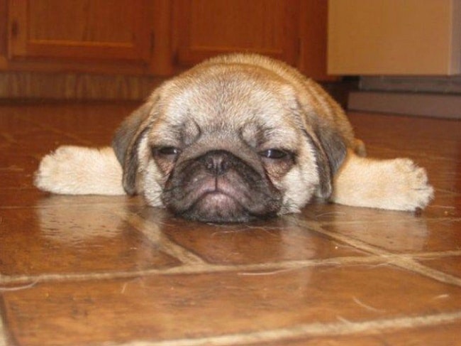 1877855-650-1463465193-sleepy-dog10