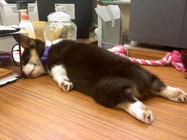 1878005-650-1463465193-SiberianHuskyBabyUniqueSleeping