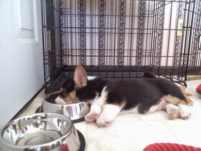 1877455-650-1463465193-cute-dog-pictures-017-034