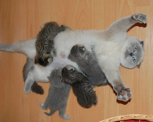 10413015-breastfeeding-cat-mother-kittens-overwhelmed-1-650-1466683194