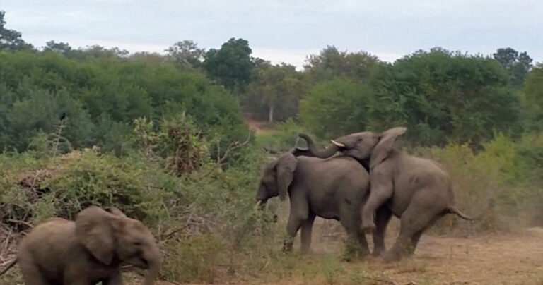 Ελέφαντας πάει να ζευγαρώσει αλλά εκείνη τη στιγμή τον χτυπά ένα κύμα διάρροιας