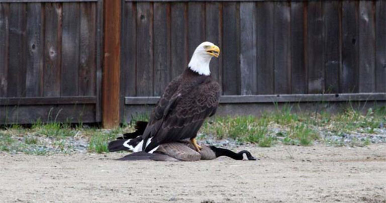 Φωτογράφος κατέγραψε την μάχη ενός φαλακρού αετού με καναδική χήνα