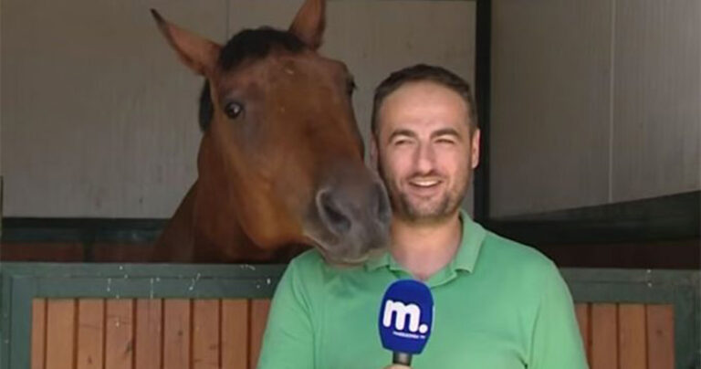 Άλογο δεν μπορεί να αντισταθεί σε Έλληνα ρεπόρτερ