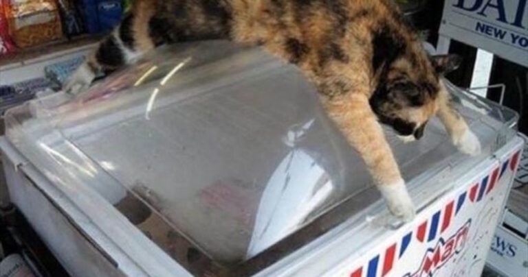 25 ενδείξεις πως έχει υπερβολική ζέστη… Το 13o είναι το χειρότερο.