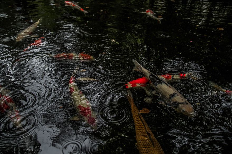 Emotional-some-views-of-Japans-rainy-season-576d1d650635f__880