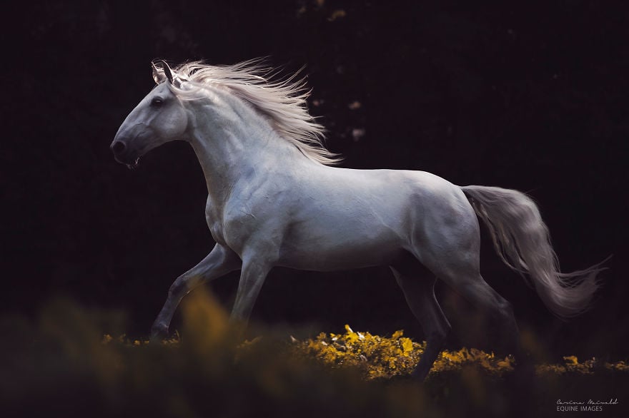 I-found-freedom-with-horses-576d2d2816f0e__880