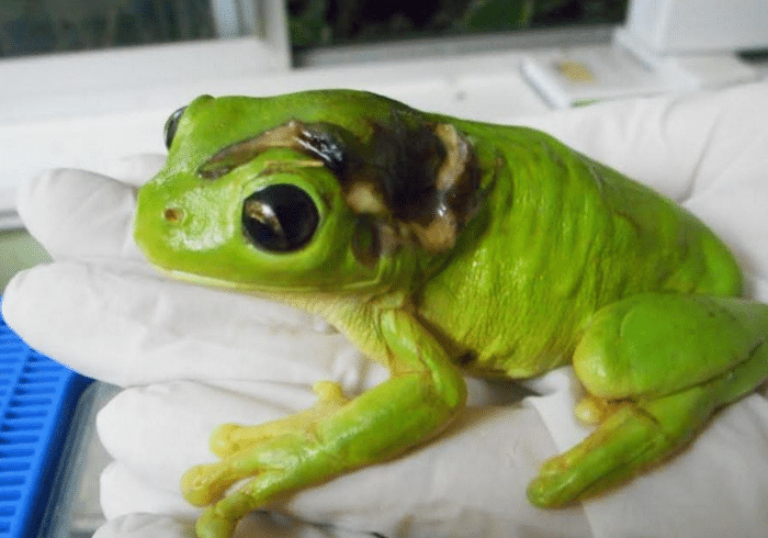 rescue-frog-surgery-lawnmower-green-tree-3-1