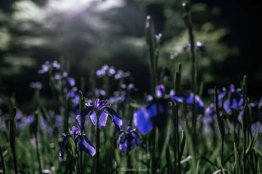 Emotional-some-views-of-Japans-rainy-season-576d1a738d4a5__880