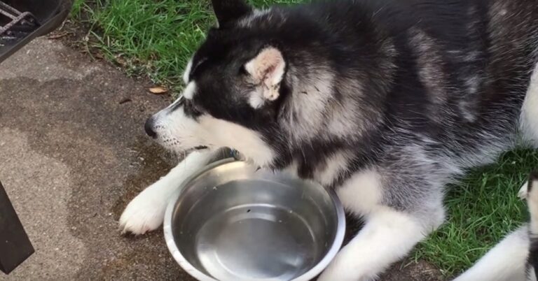 Αυτό το Χάσκυ λατρεύει να κάνει μπουρμπουλήθρες στο νερό!