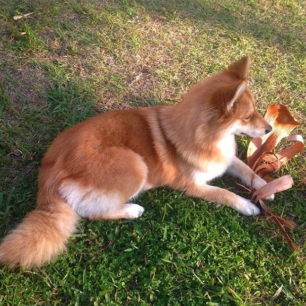 fox-dog-pomeranian-husky-mya-the-pomsky-4