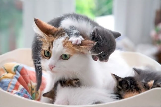 10413315-funny-animal-motherhood-photos-cats-dogs-pet-moms-16-5767d6c70d882__605-650-1466683194