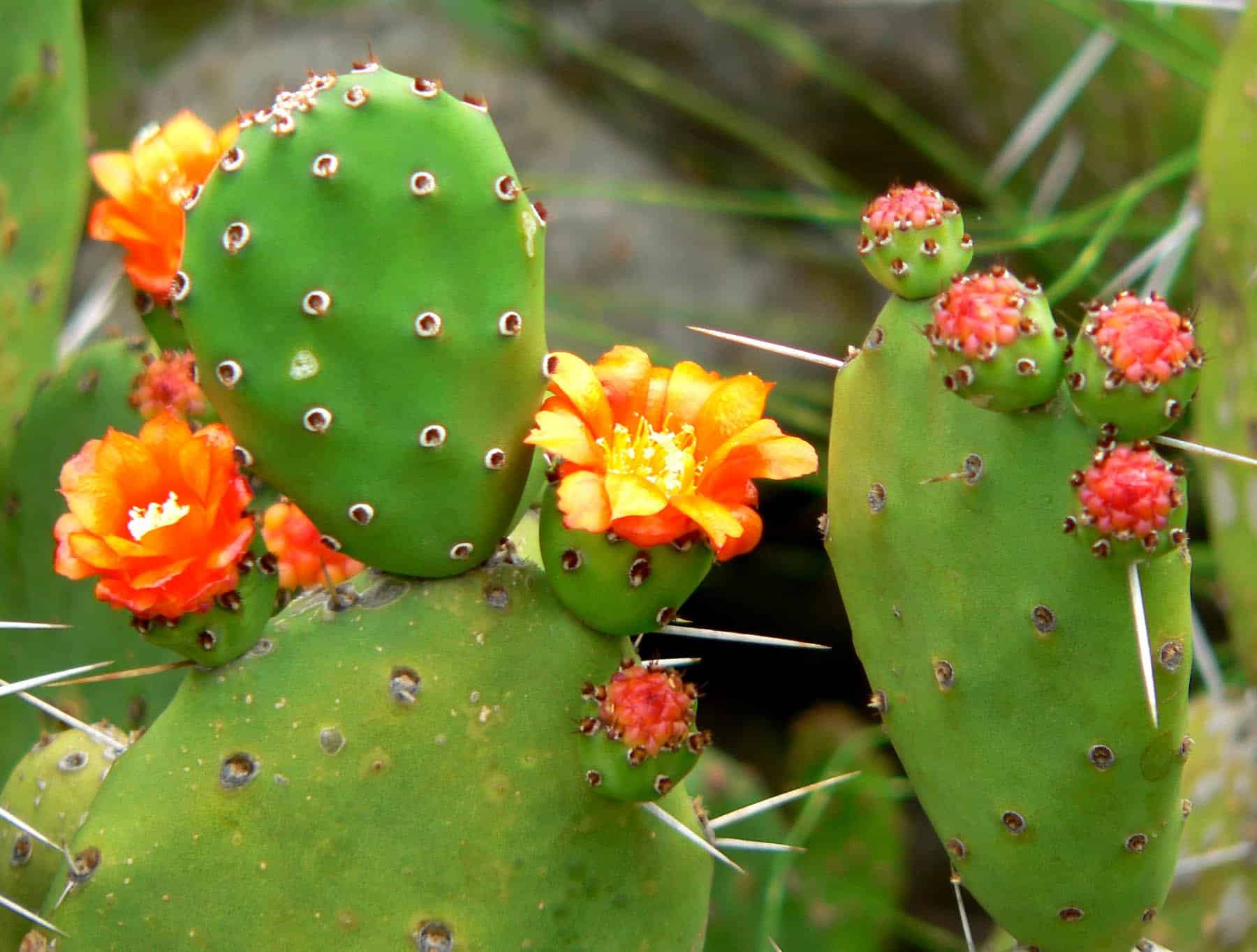 Opuntia_ovata_2