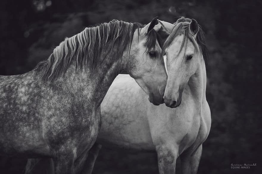 I-found-freedom-with-horses-576d2d22be8c7__880