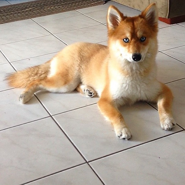 fox-dog-pomeranian-husky-mya-the-pomsky-3