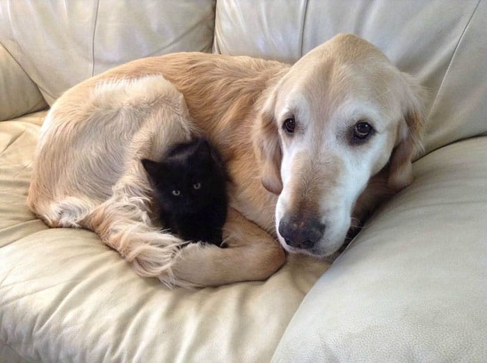 dog-cat-friends-golden-retriever-forsberg-maxwell-2