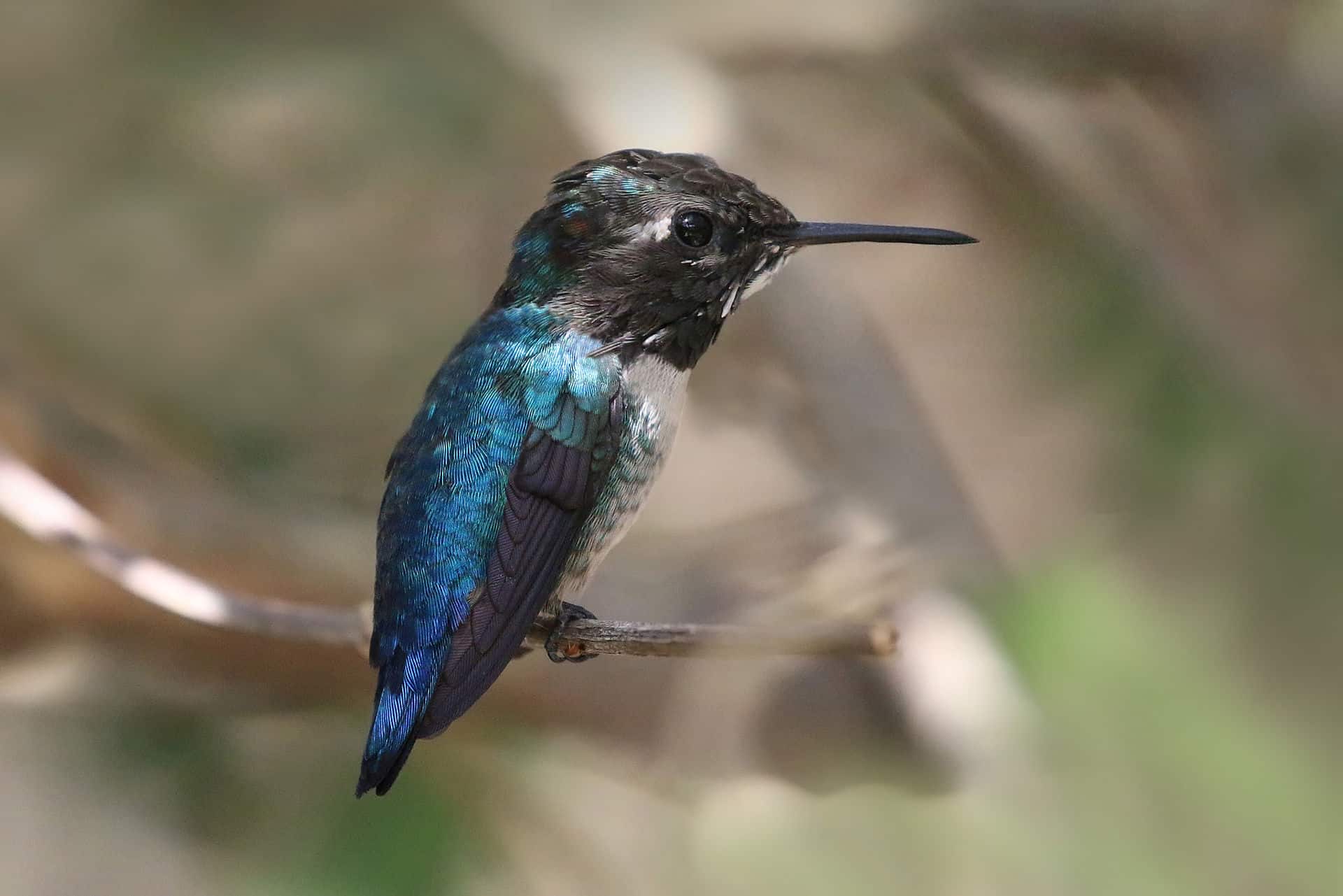 Bee_hummingbird_(Mellisuga_helenae)_adult_male_non-breeding