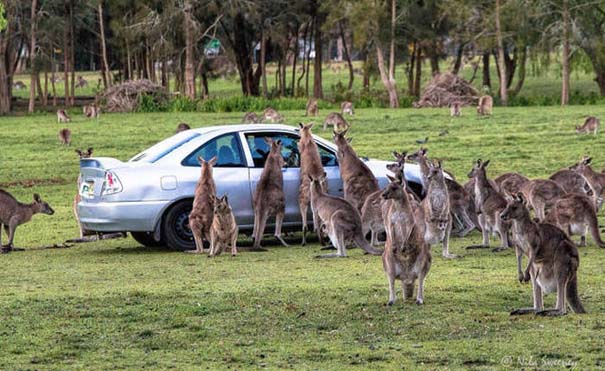 mono-stin-australia-209