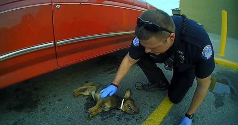 Αστυνομικός σώζει κουτάβι που κρέμεται από την πόρτα αυτοκινήτου